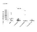 Fig. 74 - INDUCTION OF IMMUNE TOLERANCE BY USING METHOTREXATE