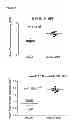 Fig. 98 - INDUCTION OF IMMUNE TOLERANCE BY USING METHOTREXATE