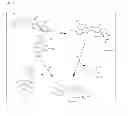 Fig. 02 - DOSE REGIME FOR CAMPTOTHECIN DERIVATIVES