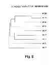 Fig. 10 - Immunostimulatory G, U-containing oligoribonucleotides