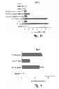 Fig. 12 - Immunostimulatory G, U-containing oligoribonucleotides