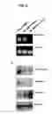 Fig. 06 - BRACHYURY POLYPEPTIDES AND METHODS FOR USE