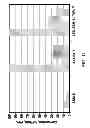 Fig. 12 - PROCESS FOR MAKING PROPYLENE FROM OLIGOMERIZATION AND CRACKING