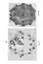 Fig. 07 - Enhanced Spatial Summation for Deep-Brain Transcranial Magnetic Stimulation