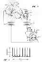 Fig. 02 - Enhancement of biological functioning by the use of electromagnetic and magnetic fields