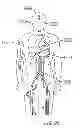Fig. 07 - Enhancement of biological functioning by the use of electromagnetic and magnetic fields