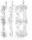 Fig. 08 - Anterior cervical plate