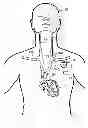 Fig. 01 - Implantable neurostimulator-implemented method for enhancing post-exercise recovery through vagus nerve stimulation