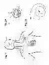 Fig. 02 - Implantable neurostimulator-implemented method for enhancing heart failure patient awakening through vagus nerve stimulation