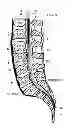 Fig. 03 - System and method for electrical stimulation of the lumbar vertebral column