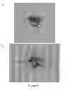 Fig. 05 - IMPERMEABLE GRAFT FABRIC COATING AND METHODS
