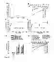 Fig. 08 - GLUCOSINOLATE TRANSPORTER PROTEIN AND USES THEREOF