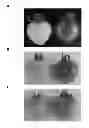 Fig. 01 - Modulation of Solanaceae fruit ripening