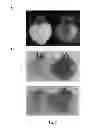 Fig. 08 - Modulation of Solanaceae fruit ripening
