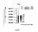 Fig. 03 - Method to identify asian soybean rust resistance quantitative trait loci in soybean and compositions thereof