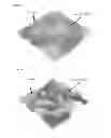 Fig. 04 - Method for producing ceramic composite for light conversion