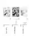 Fig. 04 - DISPLAY WITH OPTICAL MICROSCOPE EMULATION FUNCTIONALITY