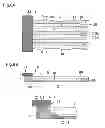 Fig. 06 - Liquid jet head, liquid jet apparatus, and method of manufacturing liquid jet head
