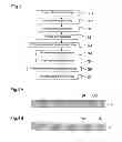 Fig. 04 - Liquid jet head, liquid jet apparatus and method of manufacturing liquid jet head