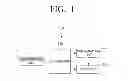 Fig. 02 - Photographing apparatus for scene catergory determination and method for controlling thereof