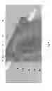 Fig. 09 - Rotating wavelength conversion element