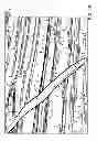 Fig. 12 - System and method for reproducibly extracting consistent horizons from seismic images