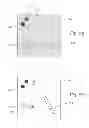Fig. 06 - Method for providing images of a tissue section