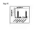 Fig. 20 - Humanized L243 antibodies