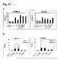 Fig. 22 - Humanized L243 antibodies
