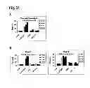 Fig. 24 - Humanized L243 antibodies