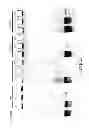 Fig. 04 - CHEMICALLY MODIFIED CELL-PENETRATING PEPTIDES FOR IMPROVED DELIVERY OF GENE MODULATING COMPOUNDS