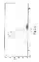 Fig. 25 - CHEMICALLY MODIFIED CELL-PENETRATING PEPTIDES FOR IMPROVED DELIVERY OF GENE MODULATING COMPOUNDS