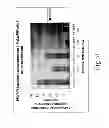 Fig. 38 - CHEMICALLY MODIFIED CELL-PENETRATING PEPTIDES FOR IMPROVED DELIVERY OF GENE MODULATING COMPOUNDS