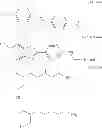 Fig. 20 - Functionalized magnetic nanoparticles and use in imaging amyloid deposits and neurofibrillary tangles