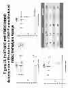 Fig. 32 - Anti-complement C1s antibodies