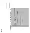 Fig. 49 - Anti-complement C1s antibodies