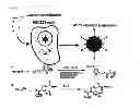 Fig. 02 - VIRUSES MODIFIED WITH UNNATURAL MOIETIES AND METHODS OF USE THEREOF