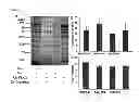 Fig. 04 - VIRUSES MODIFIED WITH UNNATURAL MOIETIES AND METHODS OF USE THEREOF