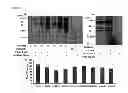 Fig. 05 - VIRUSES MODIFIED WITH UNNATURAL MOIETIES AND METHODS OF USE THEREOF