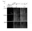 Fig. 06 - VIRUSES MODIFIED WITH UNNATURAL MOIETIES AND METHODS OF USE THEREOF