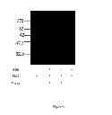 Fig. 10 - VIRUSES MODIFIED WITH UNNATURAL MOIETIES AND METHODS OF USE THEREOF
