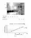 Fig. 12 - VIRUSES MODIFIED WITH UNNATURAL MOIETIES AND METHODS OF USE THEREOF
