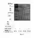 Fig. 13 - VIRUSES MODIFIED WITH UNNATURAL MOIETIES AND METHODS OF USE THEREOF