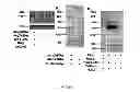 Fig. 15 - VIRUSES MODIFIED WITH UNNATURAL MOIETIES AND METHODS OF USE THEREOF