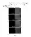 Fig. 16 - VIRUSES MODIFIED WITH UNNATURAL MOIETIES AND METHODS OF USE THEREOF