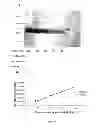 Fig. 18 - VIRUSES MODIFIED WITH UNNATURAL MOIETIES AND METHODS OF USE THEREOF