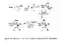 Fig. 20 - VIRUSES MODIFIED WITH UNNATURAL MOIETIES AND METHODS OF USE THEREOF