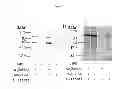 Fig. 31 - VIRUSES MODIFIED WITH UNNATURAL MOIETIES AND METHODS OF USE THEREOF