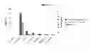 Fig. 18 - Methods of manufacture of immunocompatible chorionic membrane products