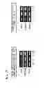 Fig. 18 - Pluripotent stem cell-derived brown adipocytes, pluripotent stem cell-derived cell aggregate, method for producing same, and cell therapy and medical therapy therefor